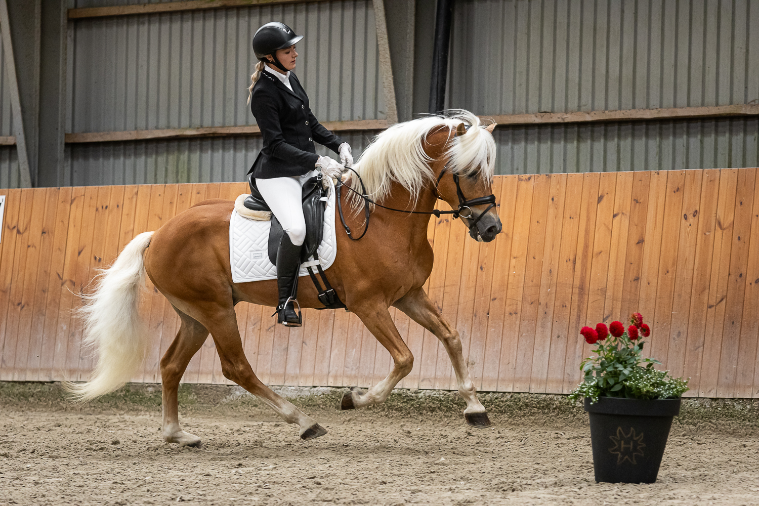 Hingstefremvisning DTH 2025