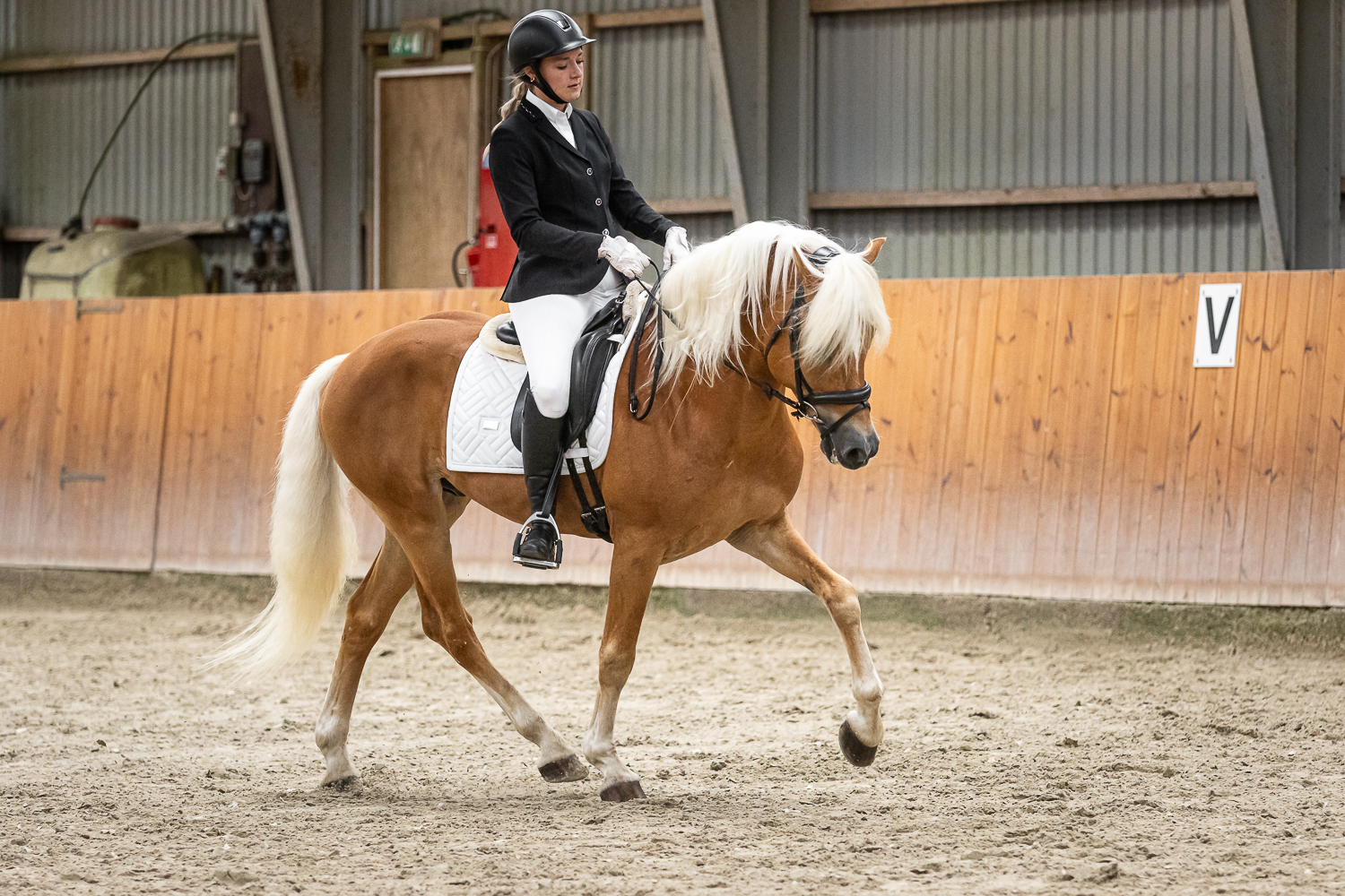 Hingstefremvisning DTH 2025