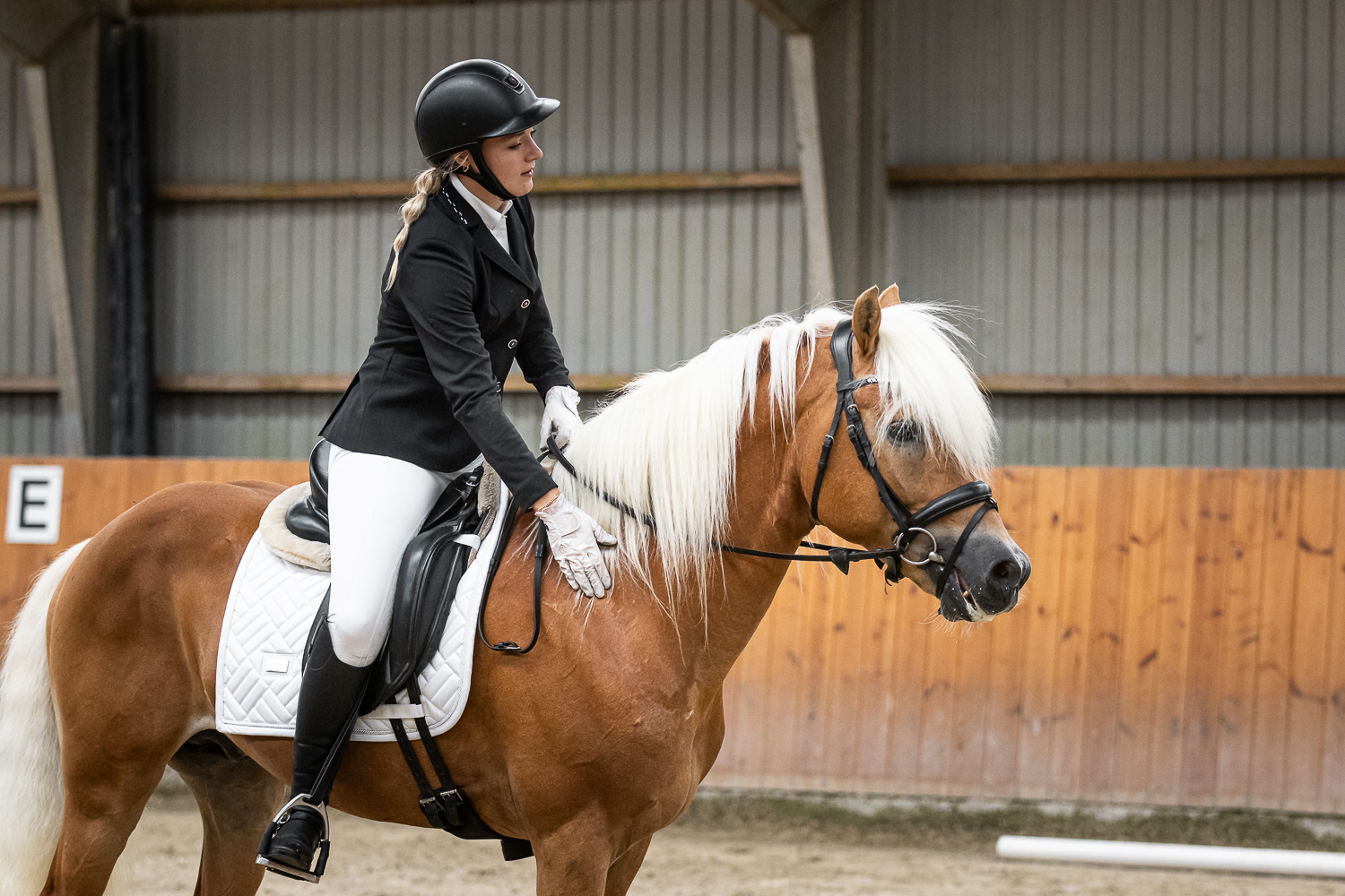 Hingstefremvisning DTH 2025